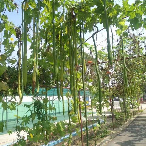 新学期，新气象，垂吊长廊换新颜