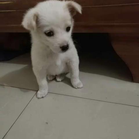 我是一只小小狗