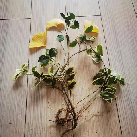 一剪梅的美篇
