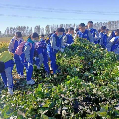 畅游花海 乐享金秋——沿河中学社会大课堂纪实