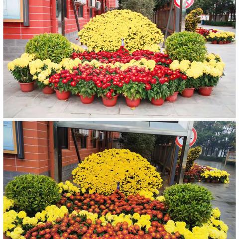 菊香四溢，花满校园—— 金明中学林秋枫老师团队十班菊花文化节活动纪实