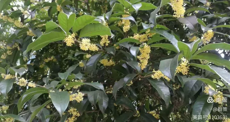 金桂花小苗多少钱一棵图片大全及价格