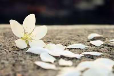 夜来风雨声·花落知多少