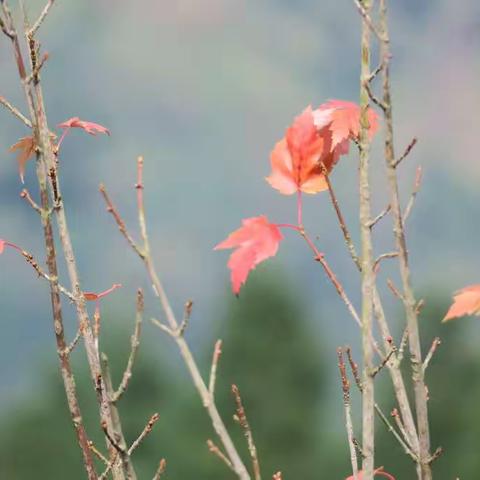 什邡红叶