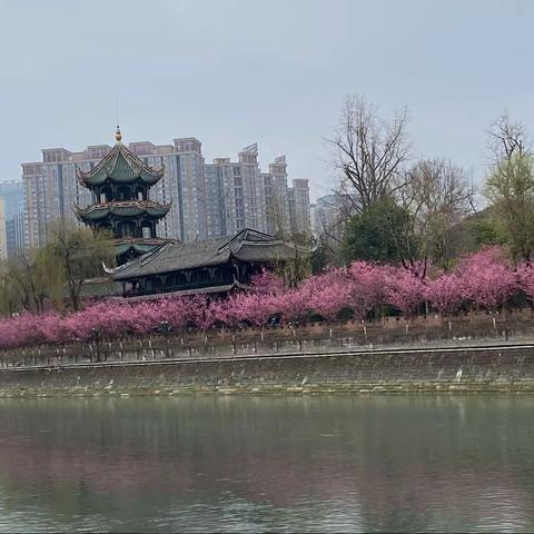 望江红梅闹新春