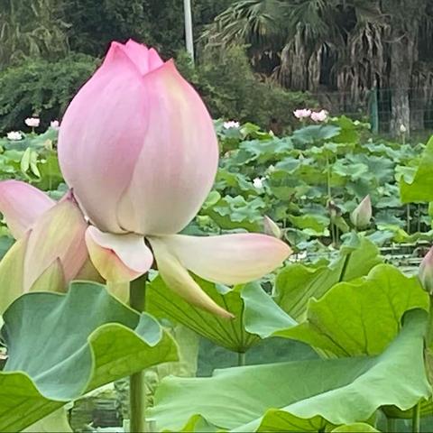 大观的荷花鱼塘