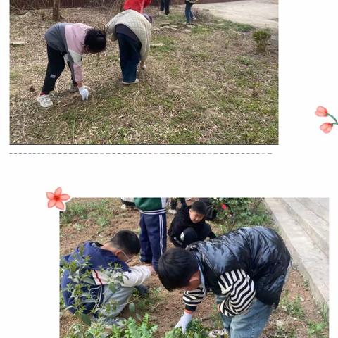 【文化鲁庄】拔草除杂净校园 满园春色留心间