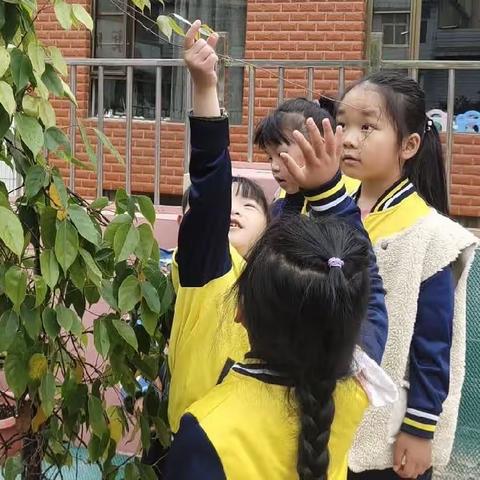 植绿意护童心兴云幼儿园种植活动