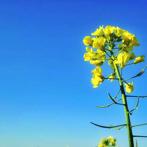 油菜花