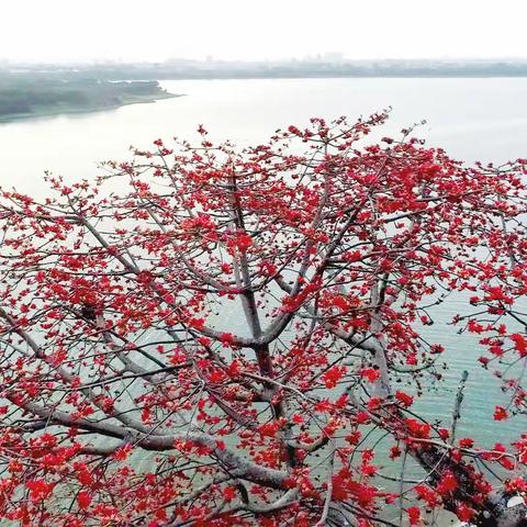 又是红棉花开时