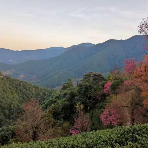 诗和远方之无量山冬樱花