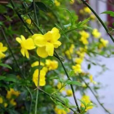 “疫”起相约春天——新昌小学幼儿园中（2）班居家时光分享