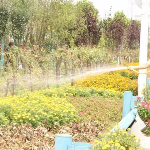 精细化养护，建设高品质绿化景观