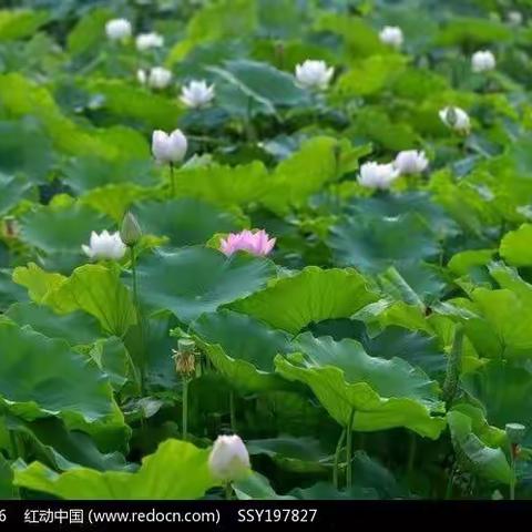 宋夹城里的夏日风情