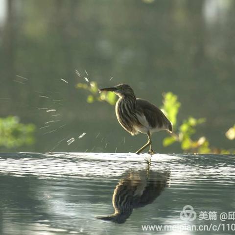 小鸟的直觉思维