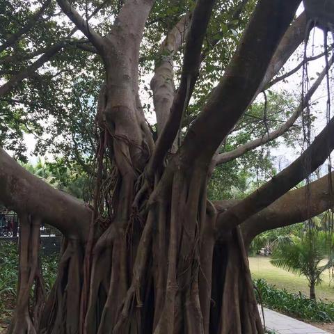 这是在莲花山下一处特别的地方——征婚启事栏