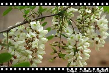 又闻槐花香 无缘梦中娘