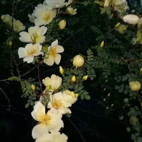 盛开的蔷薇花