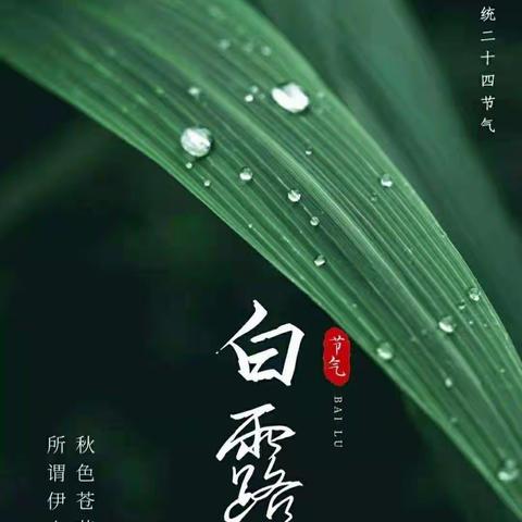 二十四节气系列片——白露