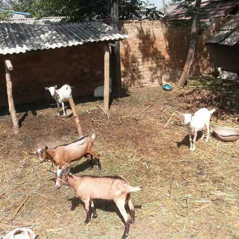 礼泉县农牧局产业扶贫培训活动