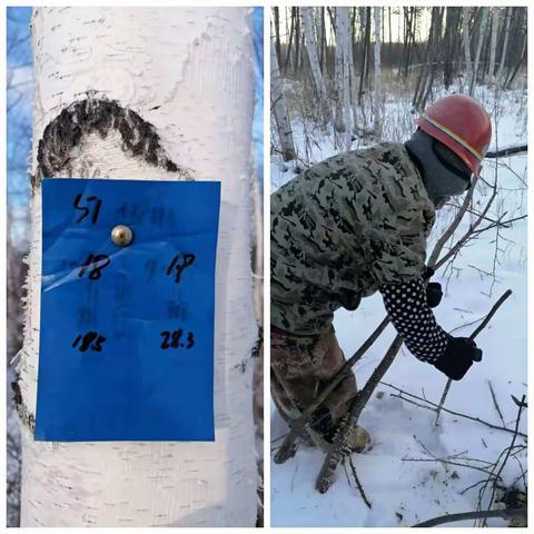 2022年育英林场营林生产工作持续整改