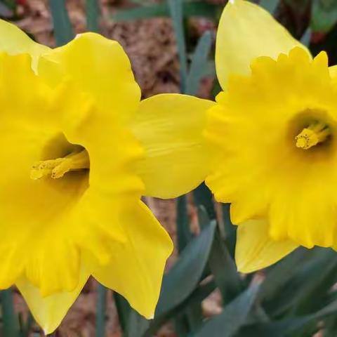 园子里的花 Flowers in Our Garden