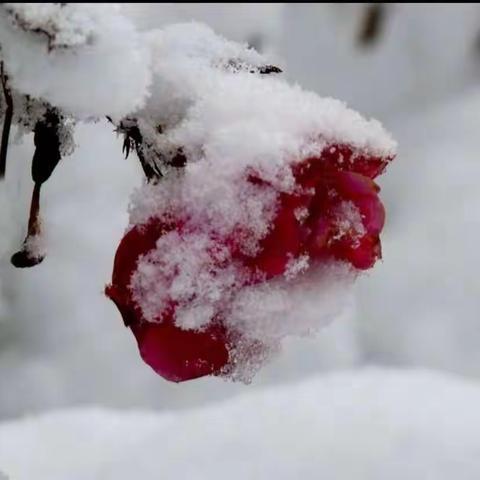 2020年的第一场雪