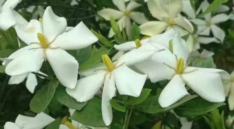 栀子花花期多长时间一年开几次花