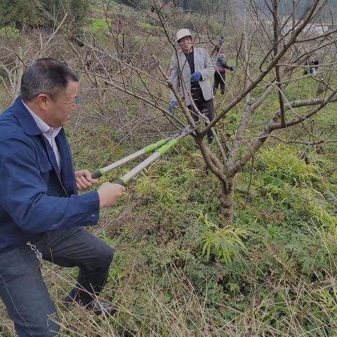 自筹资金， 打造黄桃示范种植，旨在示范带动群众积极投入产业管护。