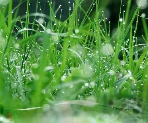 春雨颂