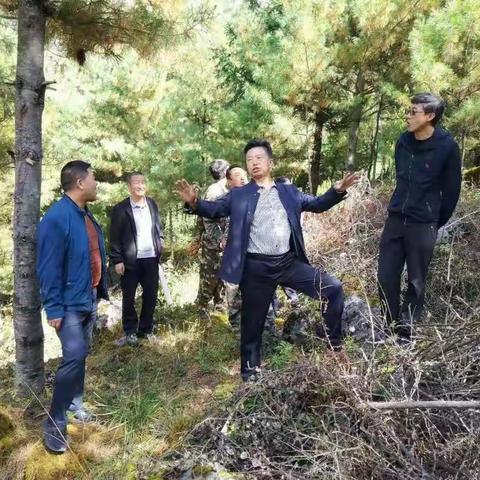 插岗梁保护局检查验收憨班保护站2019年度营林工作