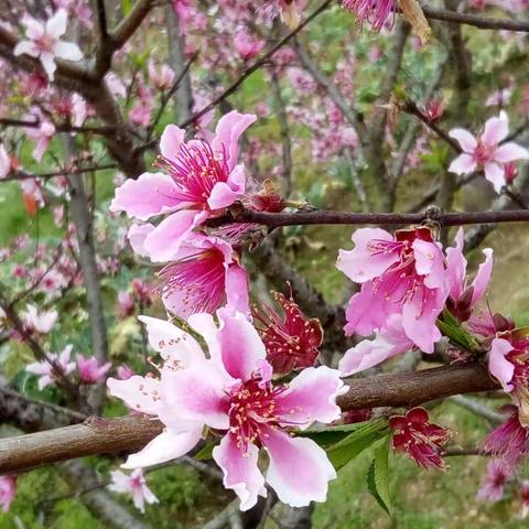 不问花开几许，只问浅笑安然