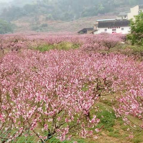 桃花依旧笑春风