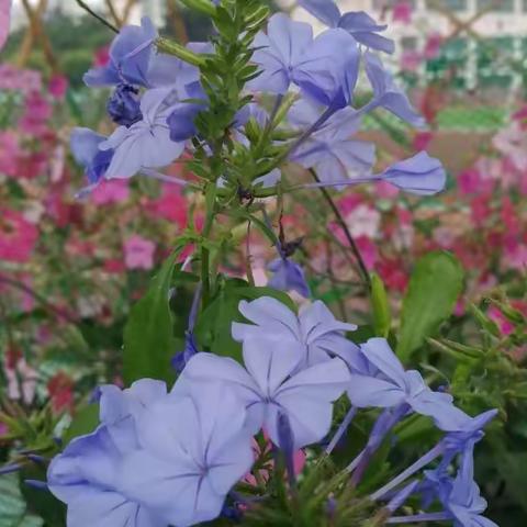 春色满园关不住——512班种植园