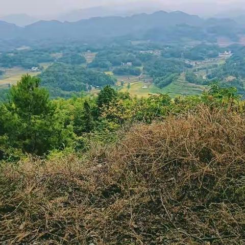 游花滩镇罗元寺