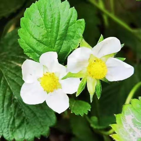 遇见小“莓”🍓好