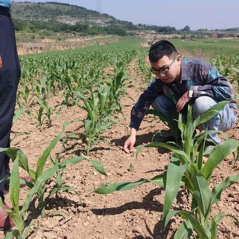 成家川街道办事处山后村6月13日工作动态：