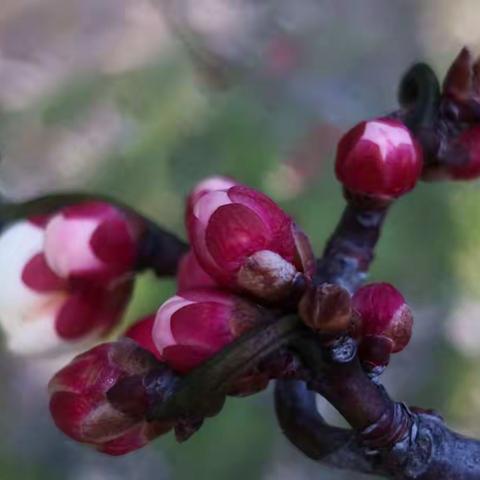 又见花开