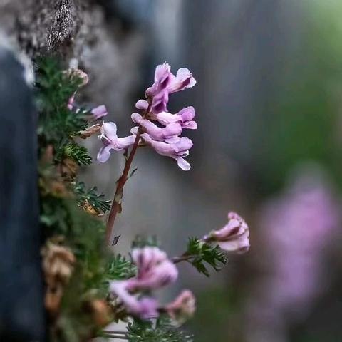 自然学堂笔记（106）