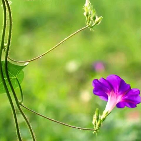 自然学堂笔记（108）