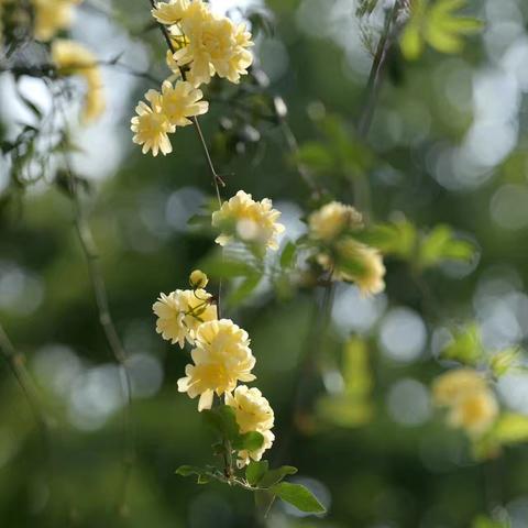 自然学堂笔记（111）