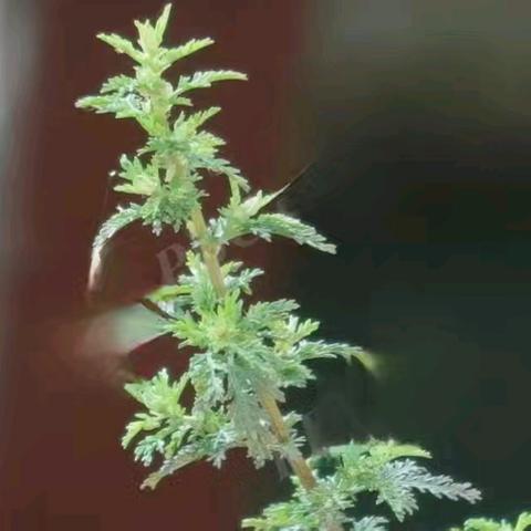 自然学堂笔记（102）