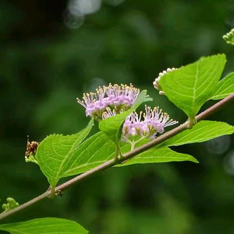 自然学堂笔记（96）