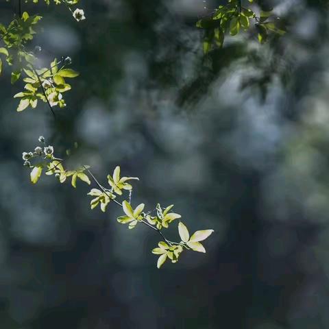 自然学堂笔记（98）