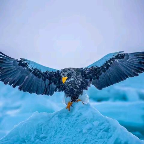 自然学堂笔记（99）