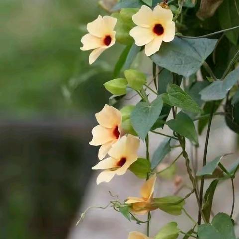 自然学堂笔记（104）