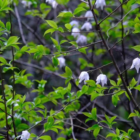 自然学堂笔记（110）