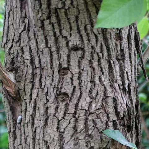 自然学堂笔记（97）