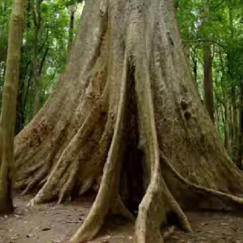 自然学堂笔记（105）