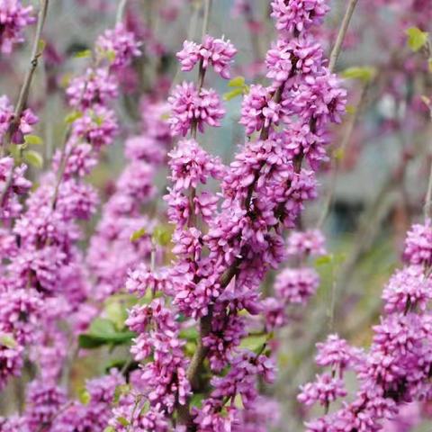 自然学堂笔记（113）